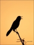 Boat-tailed_Grackle